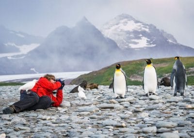 König-Pinguine fotografieren