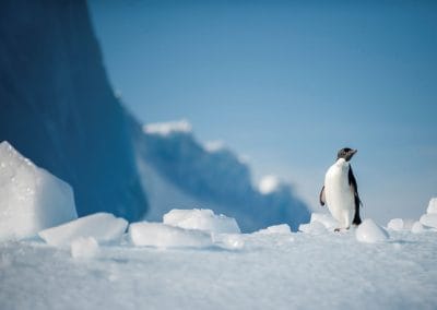 Adeliepinguin im Schnee