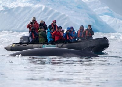 Finnwal aus dem Zodiac-Boot beobachten