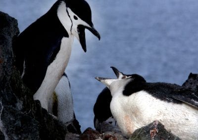 Zuegelpinguine