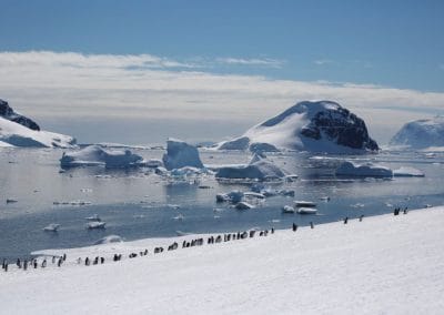 Pinguine auf der Antarktische Halbinsel
