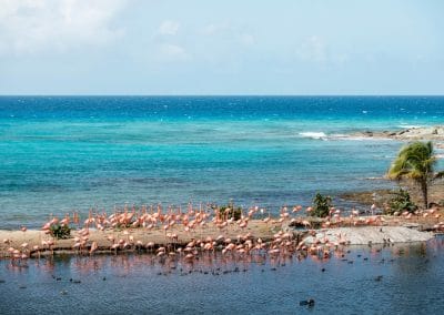 Flamingos auf Necker Island
