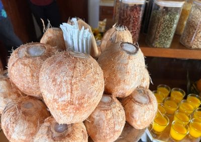 Frische Kokosnüsse, Necker Island